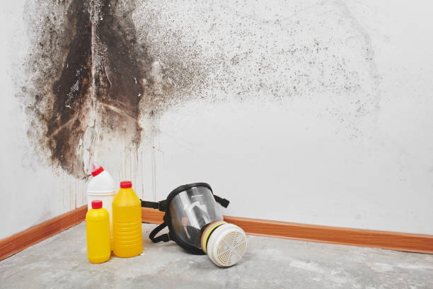 Best Mold Cleaning Services  in Johnstown, PA