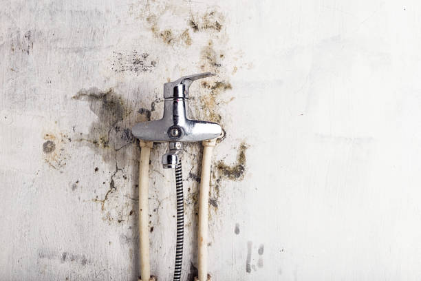 Best Professional Mold Removal  in Johnstown, PA