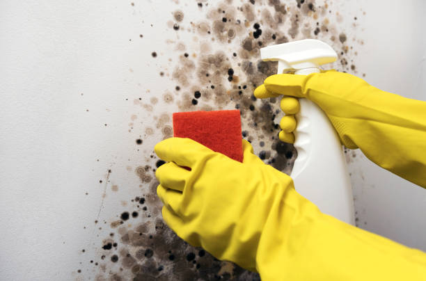 Best Fast Mold Removal  in Johnstown, PA